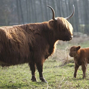 Highland cattle with calf, Foxlease and Ancells Meadows SSSI, Hampshire, England