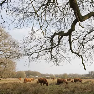 Highland cattle herd grazing at Foxlease and Ancells Meadows SSSI, Hampshire, England