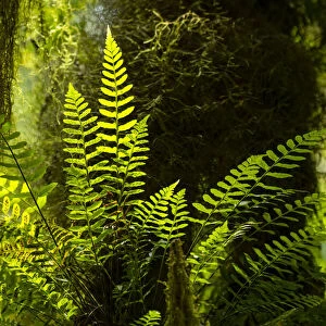 Highland cloud forest with ferns and mosses, Highlands, Santa Cruz Island, Galapagos