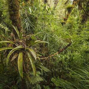 Highland cloud forest in the Talamanca Mountains of Costa Rica, April 2015