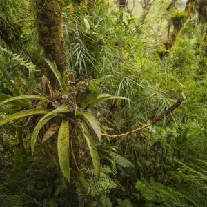 Highland Cloud Forest Print Highland Cloud Forest Print