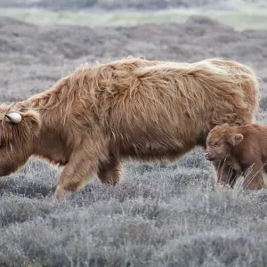 Highland Cow Print with Calf in Texel Landscape Highland Cow Print with Calf in Texel Landscape