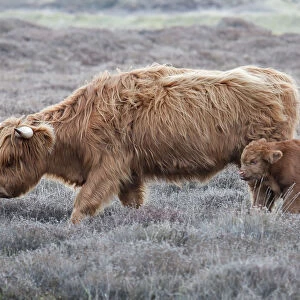 Highland Cow (Bos taurus) with calf, Texel, the Netherlands, April