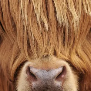 Highland Cow Print, Isle of Mull, Scotland Highland Cow Print, Isle of Mull, Scotland