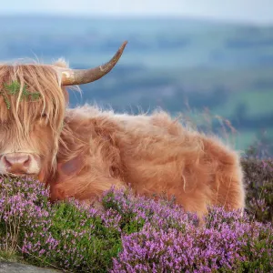 Highland cow lying on Heather, Curbar Edge, Peak District National Park, Derbyshire