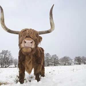 Highland cow in snow, Glenfeshie, Cairngorms National Park, Scotland, UK, February