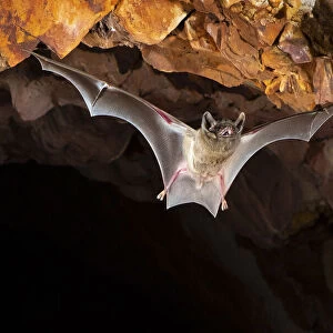Hills sheathtail bat (Taphozous hilli) flying out of an abandoned mine in late evening, Tennant Creek, Northern Territory, Australia