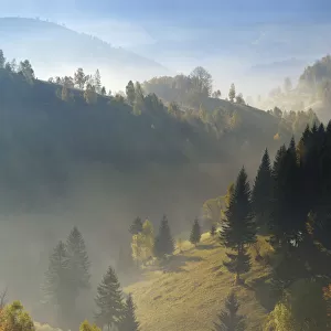 Hilly landscape in the morning light, Magura, Piatra Craiului National Park, Transylvania