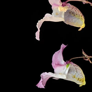 Himalayan balsam (Impatiens glandulifera), dissection of flowers. Male phase above