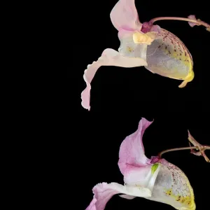Himalayan Balsam Print: Dissected Flowers in Male Phase Himalayan Balsam Print: Dissected Flowers in Male Phase