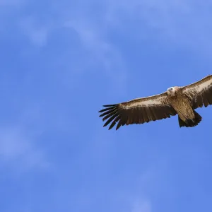 Himalayan Griffon (Gyps himalayensis) in flight in Spiti valley, Cold Desert Biosphere Reserve