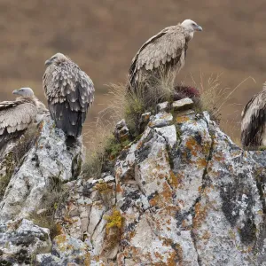 Himalayan Griffon Vulture Print, Angsai Nature Reserve, Qinghai, China Himalayan Griffon Vulture Print, Angsai Nature Reserve, Qinghai, China