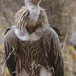 Himalayan griffon vulture (Gyps himalayensis) Angsai Nature Reserve (Valley of the Cats) Himalayan griffon vulture (Gyps himalayensis) Angsai Nature Reserve (Valley of the Cats)