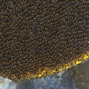 Himalayan honey bees (Apis dorsata laboriosa) on comb, Mount Namjagbarwa, Yarlung