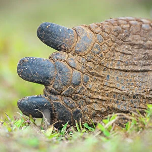 Detail of hind toes of Alcedo giant tortoise (Chelonoidis vandenburghi), Alcedo Volcano, Isabela Island, Galapagos Islands, Ecuador