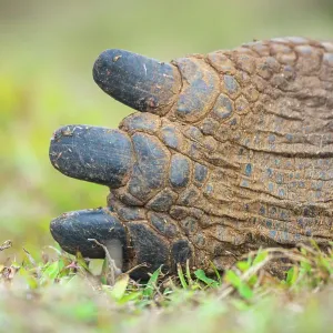 Detail of hind toes of Alcedo giant tortoise (Chelonoidis vandenburghi), Alcedo Volcano, Isabela Island, Galapagos Islands, Ecuador Detail of hind toes of Alcedo giant tortoise (Chelonoidis vandenburghi), Alcedo Volcano, Isabela Island, Galapagos Islands, Ecuador