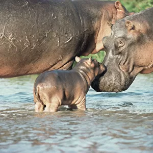 Hippopotamus and calf {Hippopotamus amphibius} Virunga NP, Congo