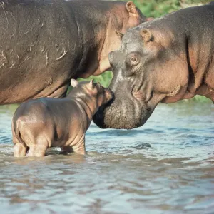 Hippopotamus and calf {Hippopotamus amphibius} Virunga NP, Congo