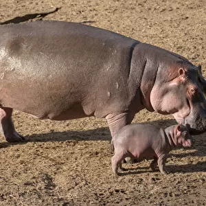 Hippopotamus (Hippopotamus amphibius), female with calf on land, Masai-Mara Game Reserve