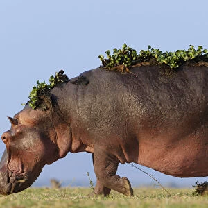 Hippopotamus (Hippopotamus Amphibius) with back covered in water hyacinth on back after