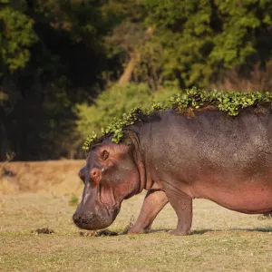 Hippopotamus (Hippopotamus amphibius) with water hyacinth still on back after leaving