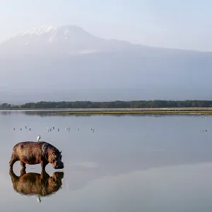 Hippopotamus (Hippopotamus amphibius) in shalow water with Cattle egret (Bubulcus ibis) in front of Mount Kilimanjaro, Amboseli National Park, Kenya Hippopotamus (Hippopotamus amphibius) in shalow water with Cattle egret (Bubulcus ibis) in front of Mount Kilimanjaro, Amboseli National Park, Kenya