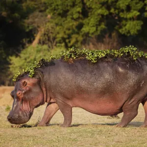 Hippopotamus Print with Water Hyacinth Hippopotamus Print with Water Hyacinth