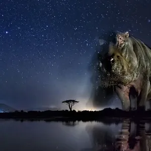 Hippopotamus (Hippopotamus amphibius) at waterhole at night, Mkuze, South Africa Hippopotamus (Hippopotamus amphibius) at waterhole at night, Mkuze, South Africa