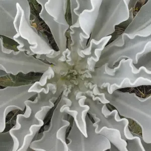 Hoary mullein leaf whorl print from Macedonia Hoary mullein leaf whorl print from Macedonia