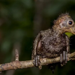 Hoatzin (Opisthocomus hoazin) chick perched on branch showing claws on wings