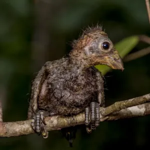 Hoatzin Chick Print: Perched on a Branch with Retractable Wing Claws Hoatzin Chick Print: Perched on a Branch with Retractable Wing Claws