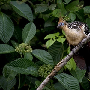 Hoatzin (Opisthocomus hoazin) perched on branch, Yasuni National Park, Orellana, Ecuador