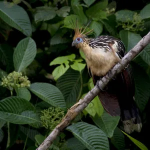 Hoatzin (Opisthocomus hoazin) perched on branch, Yasuni National Park, Orellana, Ecuador