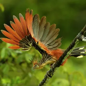 Hoatzin Print: Perched bird above Anangu creek Hoatzin Print: Perched bird above Anangu creek