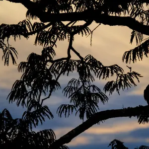 Hoatzin (Opisthocomus hoazin) perched in tree, silhouetted at dusk, Cuyabeno, Sucumbios