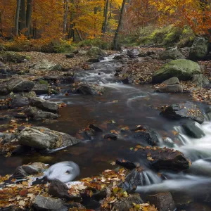 Hoegne river at the edge of the Hoge Venen nature reserve, in Autumn colours