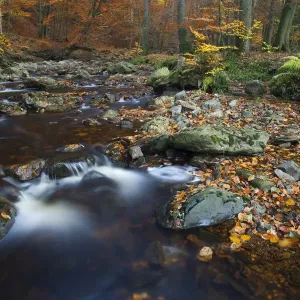 Hoegne river at the edge of the Hoge Venen nature reserve, in Autumn colours Hoegne river at the edge of the Hoge Venen nature reserve, in Autumn colours