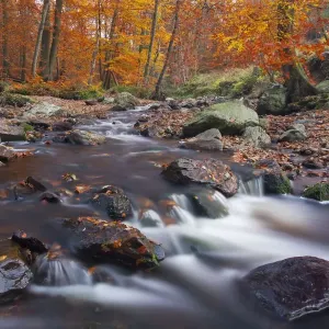 Hoegne river at the edge of the Hoge Venen nature reserve, in Autumn colours Hoegne river at the edge of the Hoge Venen nature reserve, in Autumn colours