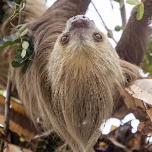 Hoffmanns two-toed sloth (Choloepus hoffmanni) hanging from tree branch, Panama