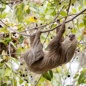 Hoffmanns two-toed sloth (Choloepus hoffmanni) hanging from tree branch, Panama Hoffmanns two-toed sloth (Choloepus hoffmanni) hanging from tree branch, Panama