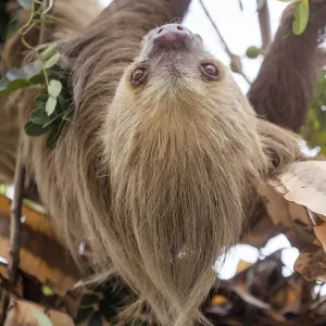 Hoffmanns two-toed sloth (Choloepus hoffmanni) hanging from tree branch, Panama Hoffmanns two-toed sloth (Choloepus hoffmanni) hanging from tree branch, Panama