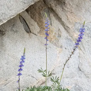 Hollowleaf annual lupine (Lupinus succulentus) flowering in front of rock Hollowleaf annual lupine (Lupinus succulentus) flowering in front of rock