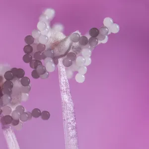 Hollyhock (Alcea rosea), pollen grains on anthers, aprox 12x magnification, Monmouthshire