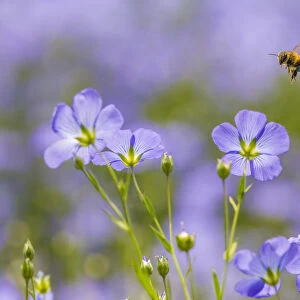 Honey bee (Apis melifera) flying to Flax (Linum usitatissimum) flowers, Monmouthshire