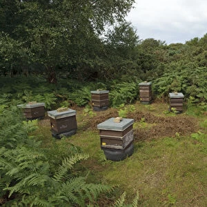 Honey bee (Apis mellifera) beehives sited on edge of heathland for premium heather honey production
