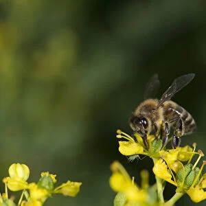 Honey bee (Apis mellifera) extending proboscis to nectar on Common rue (Ruta graveolens)