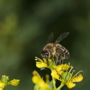 Honey bee proboscis extended on Common rue print Honey bee proboscis extended on Common rue print