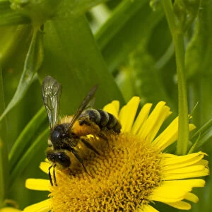Honey bee (Apis mellifera) on Fleabane (Erigion eriginousus) Newport Marshes Reserve