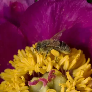 Honey bee foraging on Peony pollen Print Honey bee foraging on Peony pollen Print