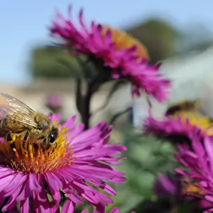 Honey bee (Apis mellifera) foraging on Pink asters (Aster novae-angliae) in garden
